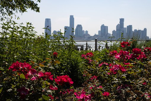 Beautiful blooming red roses and plants with a Jersey City skyline at Hudson River Park in New York City