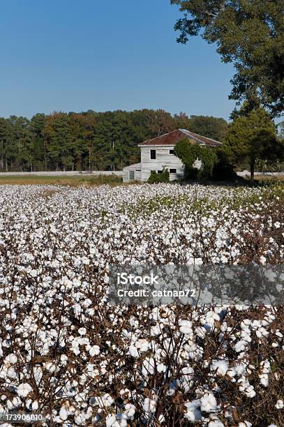 Algodón Campo Programada Para Recolectar Abandonado Farm House Foto de stock y más banco de imágenes de Abandonado