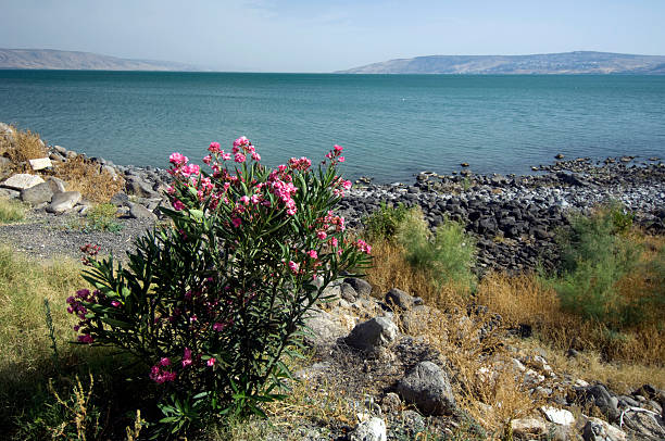 Sea of galilee in Capernaum. This is the place where Peter went for fishing.See my other pics of Israel:
