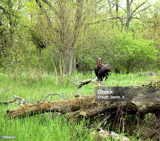 Photo libre de droit de Dindon Sauvage banque d'images et plus d'images libres de droit de Accouplement animal - Accouplement animal, Animal mâle, Appel