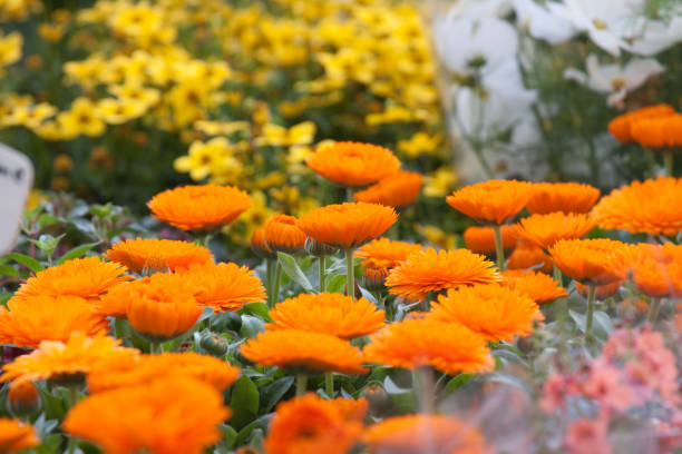istock Flowers on a market 173906262
