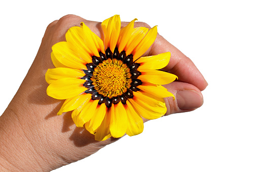 Gazania flower in woman's hand