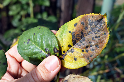Woman's hand showing rose leaf with symptoms of fungal disease. Black spot of rose, caused by Diplocarpon rosae fungus