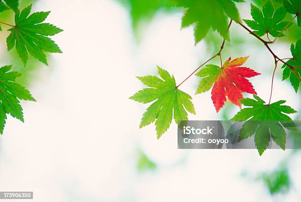 Frühen Herbst Blätter Stockfoto und mehr Bilder von Ast - Pflanzenbestandteil - Ast - Pflanzenbestandteil, Bildhintergrund, Bildschärfe