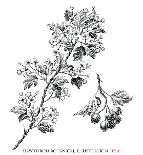 hawthron 식물 빈티지 일러스트레이션 흑백 클립 아트 - hawthorn flower old fashioned botany stock illustrations