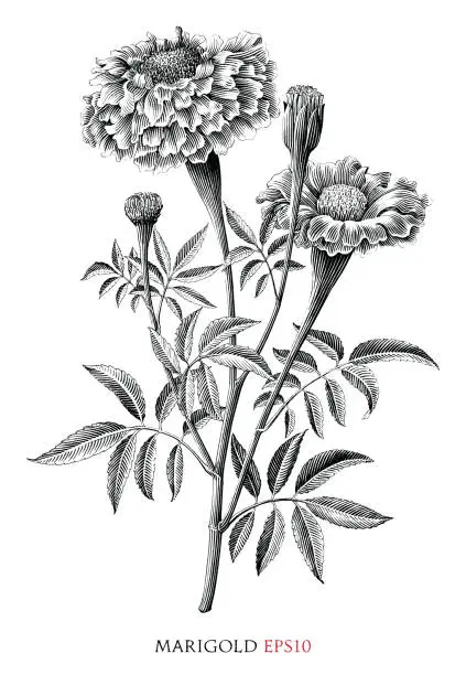 Vector illustration of Marigold