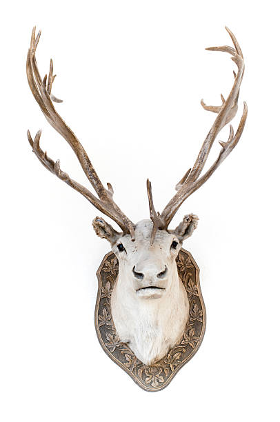 istock Stuffed caribou head, taxidermy 173906518