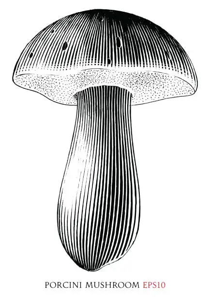 Vector illustration of Porcini mushroom vintage illustration black and white clip art