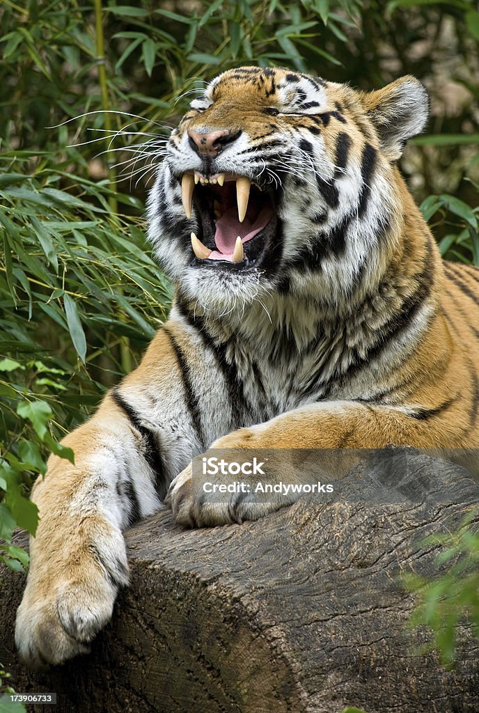 Brüllenden Tiger - Lizenzfrei Tiger Stock-Foto