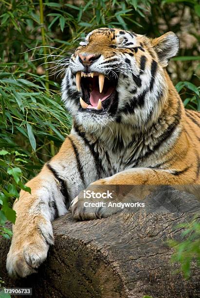 Brüllenden Tiger Stockfoto und mehr Bilder von Tiger - Tiger, Tiergebrüll, Liegen