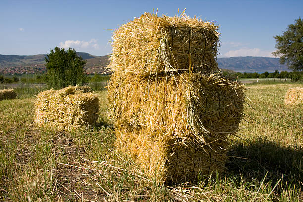 hay no campo - winter farm vibrant color shadow imagens e fotografias de stock