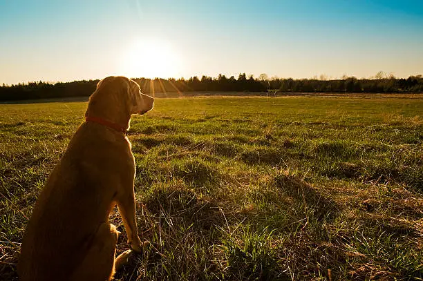A dog looking out over farm field at sunset