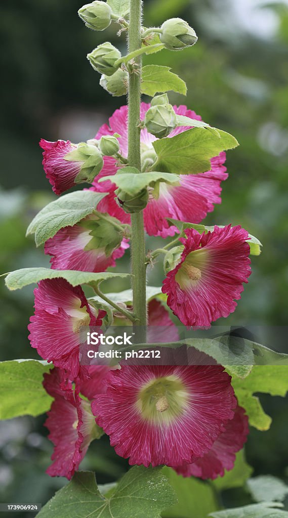 Red Hollyhock Red Hollyhock. A shot from a Danish garden, Can be used as inspiration. Color Image Stock Photo