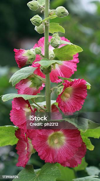 Red Hollyhock Stock Photo - Download Image Now - Color Image, Flower, Flowerbed