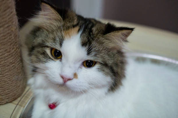 Close up of cute fluffy white cat, looking at the camera