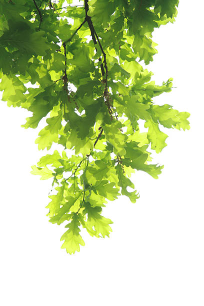 istock Oak branch with leaves hanging against a white background 173907013