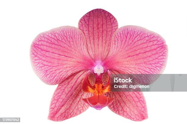 Wunderschöne Magenta Orchidee Auf Weißem Hintergrund Stockfoto und mehr Bilder von Blume