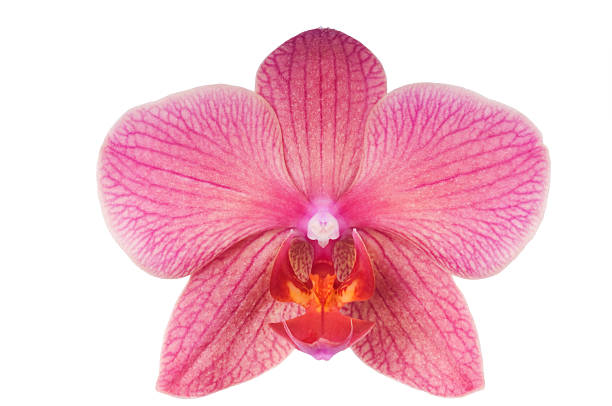 istock Beautiful magenta orchid on white background. 173907042