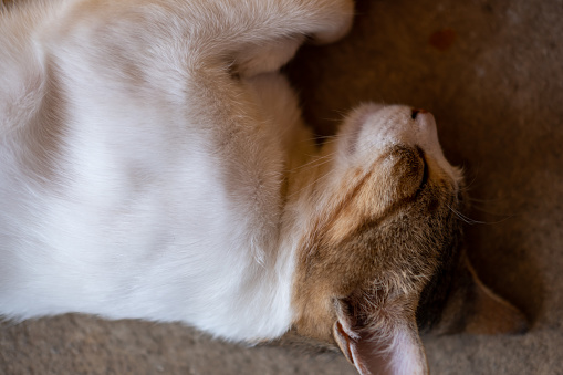Thai cat sleeping, lying on the floor