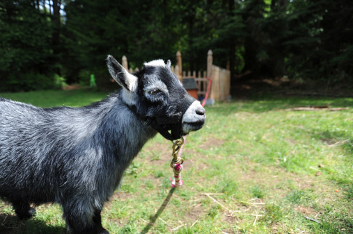 A Pygmy goat looking away from the camera with a fence pen in the background. Shot horizontal with a Nikon D700.