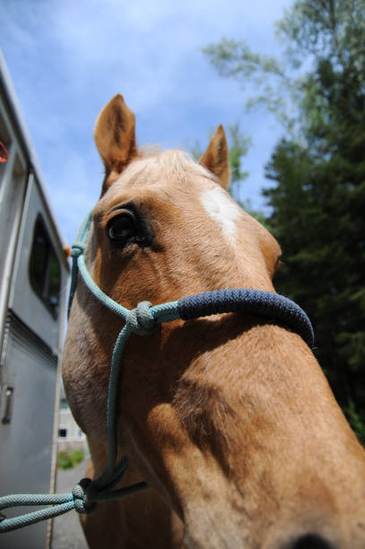 istock Horse head close up 173907484