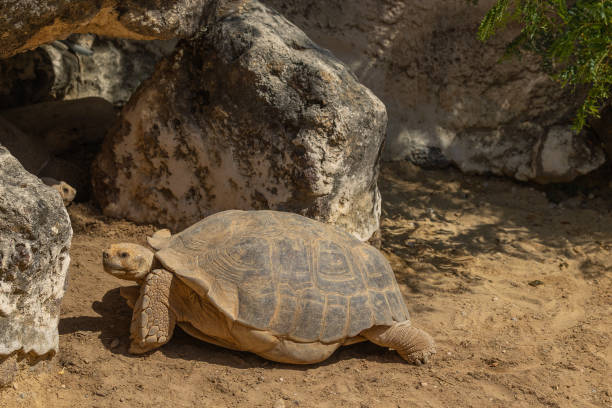 istock a spurred tortoise, close up 1739075060