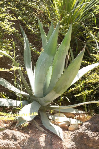 istock close-up view of an agave in a park 1739075082