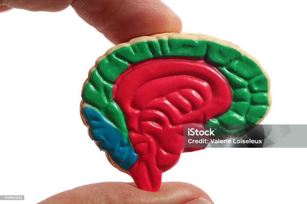Seção transversal do cérebro - Foto de stock de Analisar royalty-free