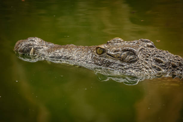 istock crocodile close-up, half submerged in water 1739075641