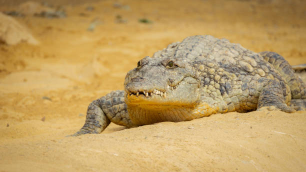istock portrait of a crocodile, close-up 1739075654