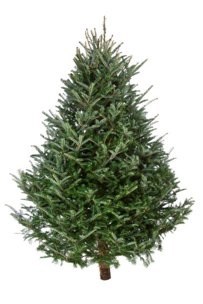 arbre de noël, sapin de fraser real - fir tree christmas tree isolated photos et images de collection