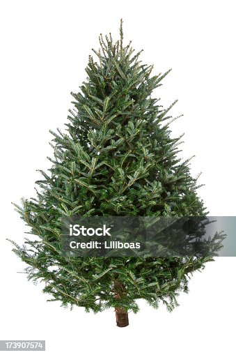 istock Christmas Tree, Real Fraser Fir 173907574
