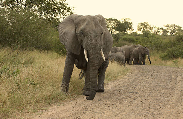istock African elephant matriarch leading her herd. 173907632