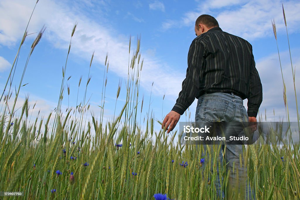 Mann mit Weizen - Lizenzfrei Saskatchewan Stock-Foto