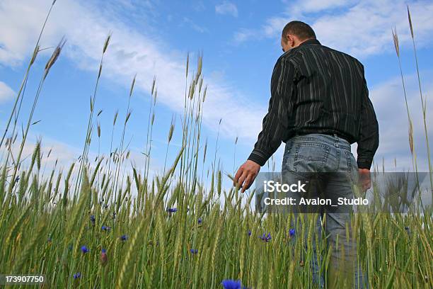 Mann Mit Weizen Stockfoto und mehr Bilder von Saskatchewan - Saskatchewan, Bauernberuf, Feld