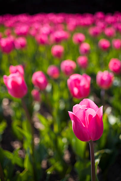 Tulipa-rosa - foto de acervo