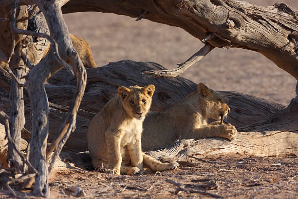 istock Young lion cubs sitting under a falllen tree trunk. 173907885