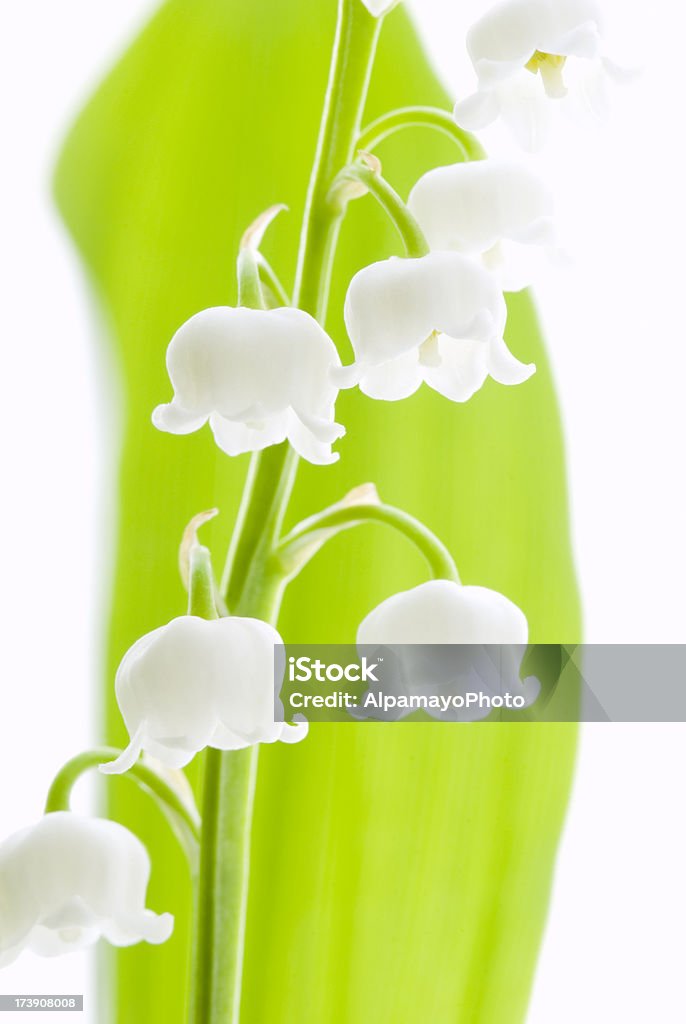 Giglio della valle (Convallaria majalis fiori-V - Foto stock royalty-free di Aiuola