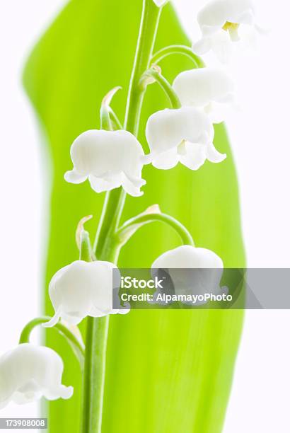 Lily Of The Valley Flowers V Stock Photo - Download Image Now