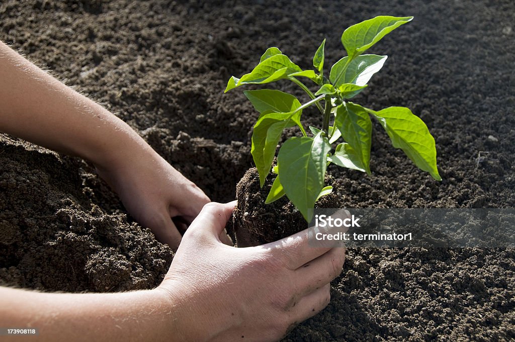 Jalapeño planta en el jardín - Foto de stock de Abono libre de derechos