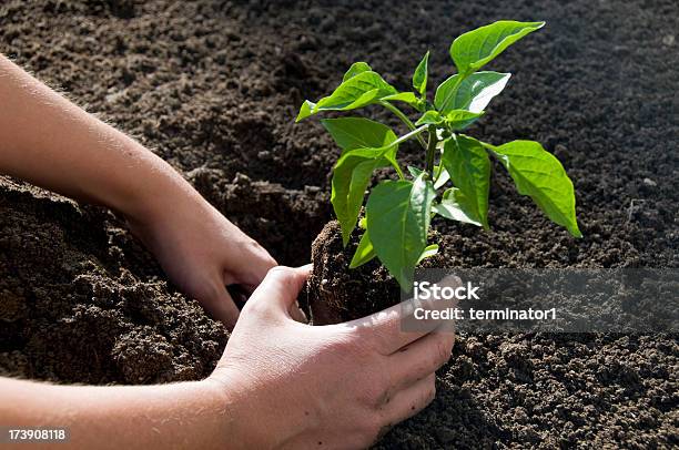 Foto de Jalapeño Plantas No Jardim e mais fotos de stock de Abstrato - Abstrato, Adulto, Agricultura