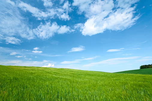 Green meadow (pasture) on a hilly landscape. Wide photo.