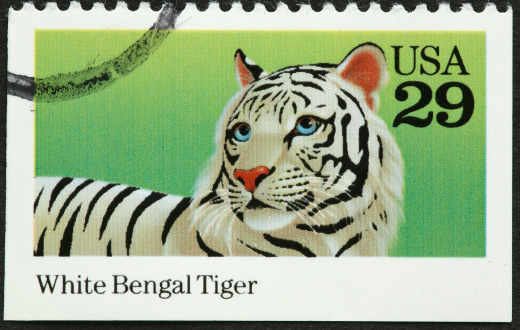 white bengal tiger on stamp.