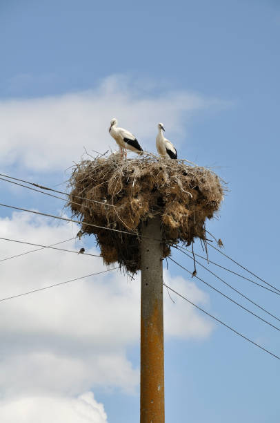 istock Stork family in the nest 173908633