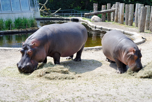 hippopotamus in Copenhagen zoo, Denmark