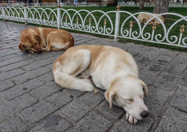 istock Dogs sleeping on street in Istanbul, Turkey 1739087328