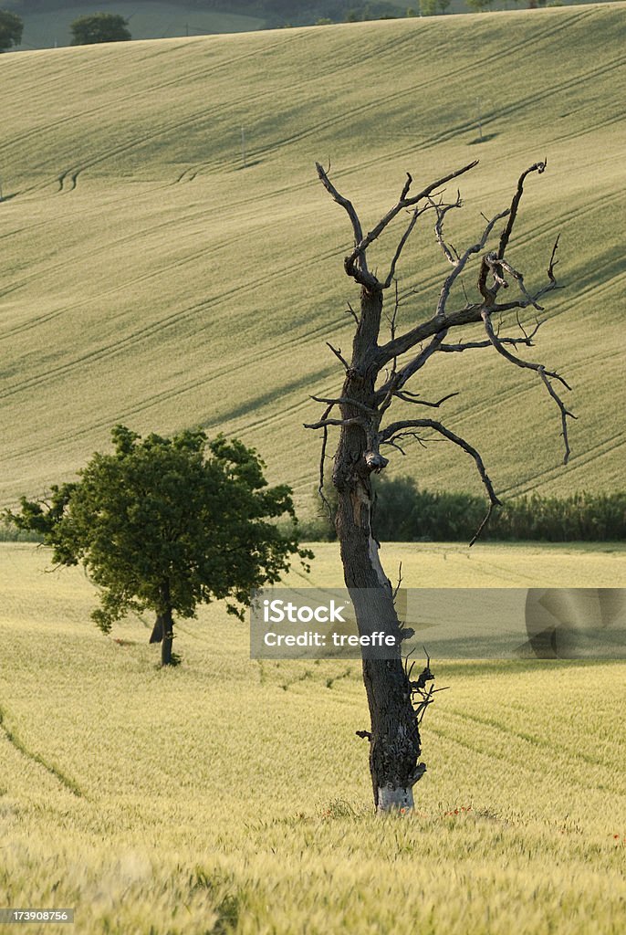 The cycle of life An old dead trunk in focus with new young tree in foreground (Selective focus only on the dead tree) Agricultural Field Stock Photo