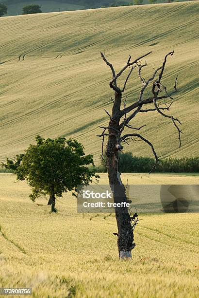 The Cycle Of Life Stock Photo - Download Image Now - Agricultural Field, Agriculture, Cereal Plant