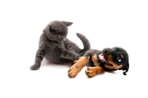 little dog and cat isolated on white