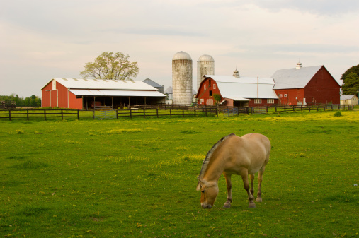 A horse feeding in front of an old red barn.